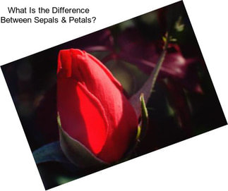 What Is the Difference Between Sepals & Petals?