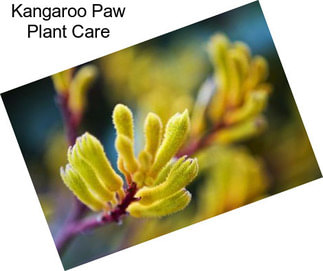 Kangaroo Paw Plant Care