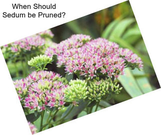 When Should Sedum be Pruned?