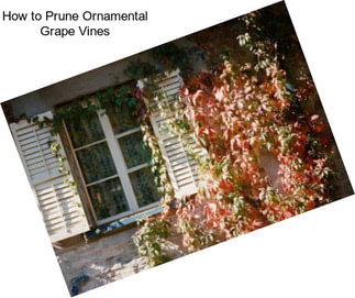 How to Prune Ornamental Grape Vines