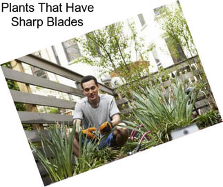 Plants That Have Sharp Blades