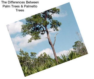 The Differences Between Palm Trees & Palmetto Trees