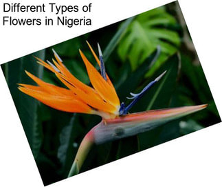 Different Types of Flowers in Nigeria
