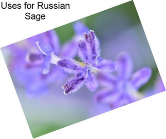 Uses for Russian Sage