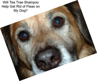 Will Tea Tree Shampoo Help Get Rid of Fleas on My Dog?