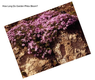 How Long Do Garden Phlox Bloom?