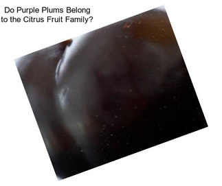 Do Purple Plums Belong to the Citrus Fruit Family?