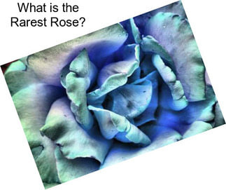 What is the Rarest Rose?