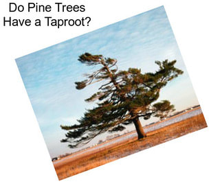 Do Pine Trees Have a Taproot?