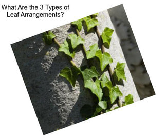 What Are the 3 Types of Leaf Arrangements?