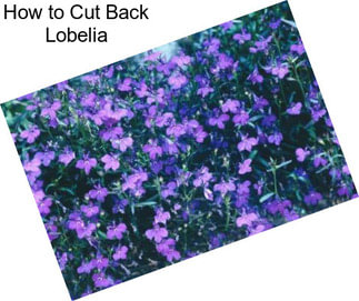 How to Cut Back Lobelia