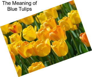 The Meaning of Blue Tulips