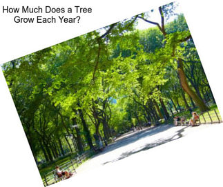 How Much Does a Tree Grow Each Year?