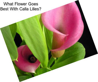 What Flower Goes Best With Calla Lilies?