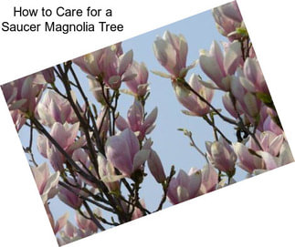 How to Care for a Saucer Magnolia Tree