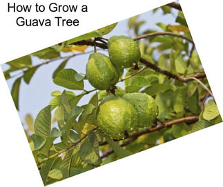 How to Grow a Guava Tree