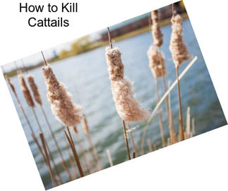 How to Kill Cattails