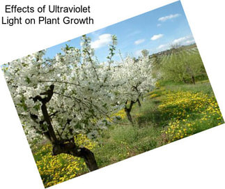 Effects of Ultraviolet Light on Plant Growth