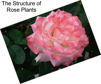 The Structure of Rose Plants