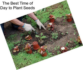 The Best Time of Day to Plant Seeds