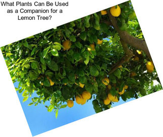 What Plants Can Be Used as a Companion for a Lemon Tree?