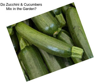 Do Zucchini & Cucumbers Mix in the Garden?