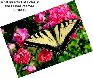 What Insects Eat Holes in the Leaves of Rose Bushes?