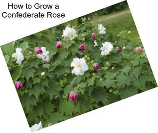 How to Grow a Confederate Rose