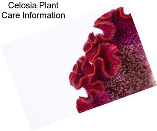 Celosia Plant Care Information
