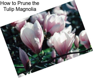 How to Prune the Tulip Magnolia