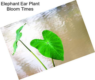 Elephant Ear Plant Bloom Times