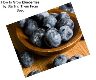 How to Grow Blueberries by Starting Them From Seed