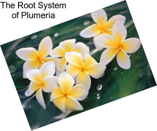 The Root System of Plumeria