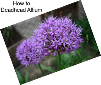 How to Deadhead Allium