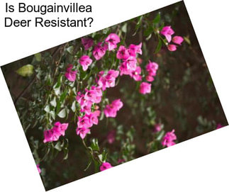 Is Bougainvillea Deer Resistant?