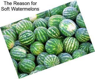 The Reason for Soft Watermelons