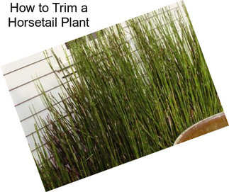 How to Trim a Horsetail Plant