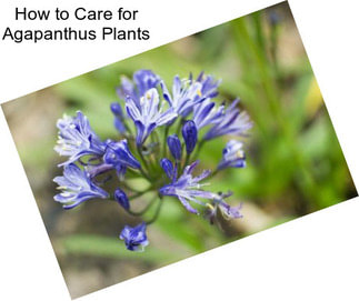 How to Care for Agapanthus Plants