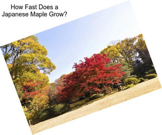 How Fast Does a Japanese Maple Grow?