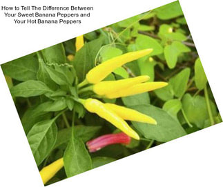 How to Tell The Difference Between Your Sweet Banana Peppers and Your Hot Banana Peppers