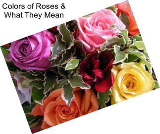 Colors of Roses & What They Mean