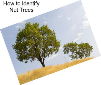 How to Identify Nut Trees