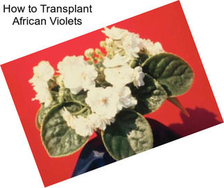 How to Transplant African Violets