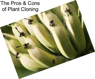 The Pros & Cons of Plant Cloning