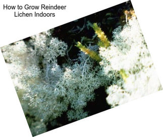 How to Grow Reindeer Lichen Indoors