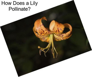 How Does a Lily Pollinate?