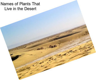 Names of Plants That Live in the Desert