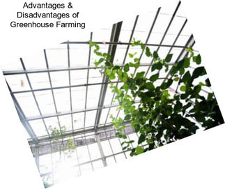 Advantages & Disadvantages of Greenhouse Farming