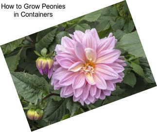 How to Grow Peonies in Containers