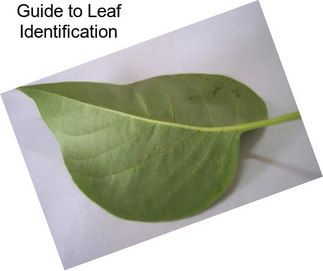 Guide to Leaf Identification